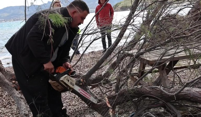 Bodrum Belediyesi, fırtınada devrilen ağaçları yeniden toprakla buluşturuyor